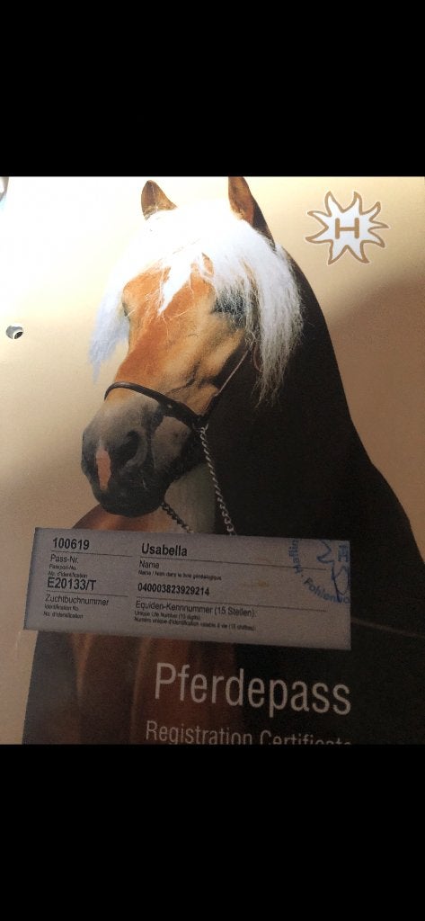 Haflinger merrie 12 jaar, 11 ans ou plus, Avec pedigree, Moins de 160 cm, Ne s'applique pas