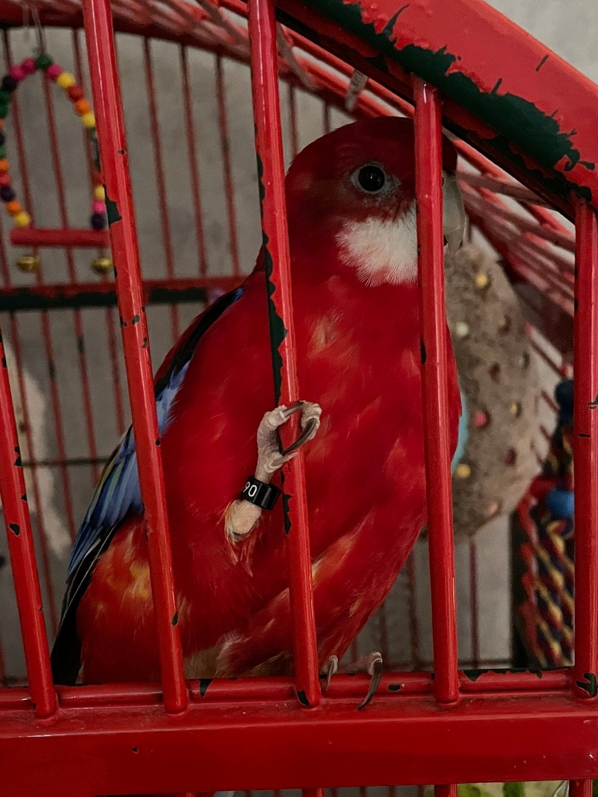 Rosella met kooi