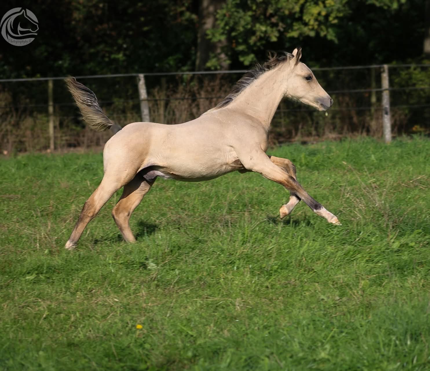 Belovend, lief en knap hengstenveulen, Dieren en Toebehoren, Met stamboom, 0 tot 2 jaar, Hengst, Onbeleerd