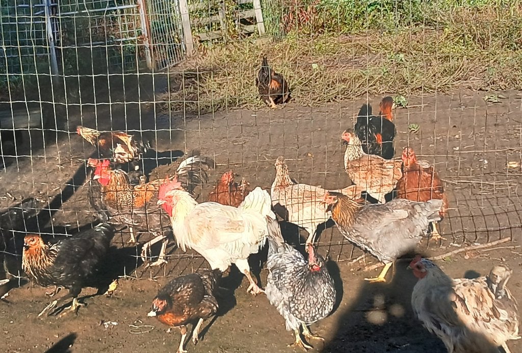 Kippen te koop, ook groenleggers, Dieren en Toebehoren, Kip