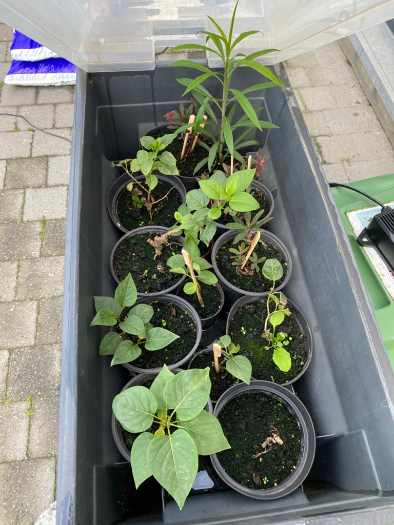 À vendre ou à échanger plants de Lila, Jardin & Terrasse, Plantes | Jardin, Autres espèces, Printemps, Plein soleil, Enlèvement