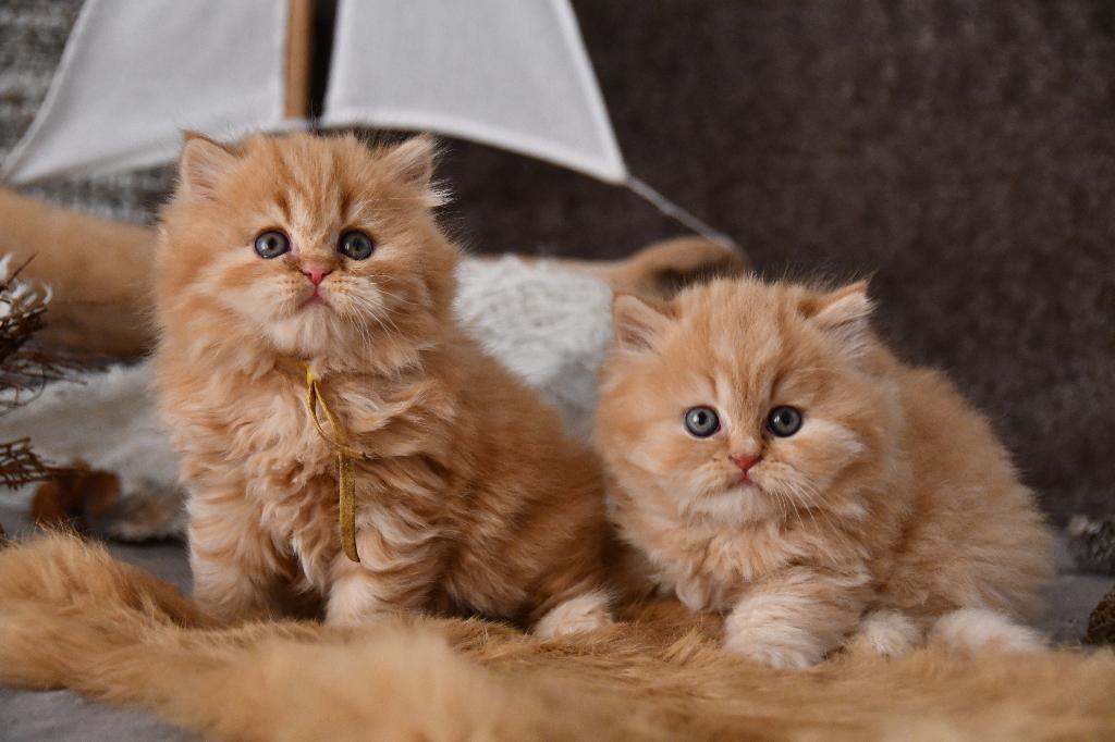 brits langhaar kitten, Dieren en Toebehoren, Katten en Kittens | Raskatten | Langhaar, Poes, 0 tot 2 jaar, Met stamboom, Gechipt
