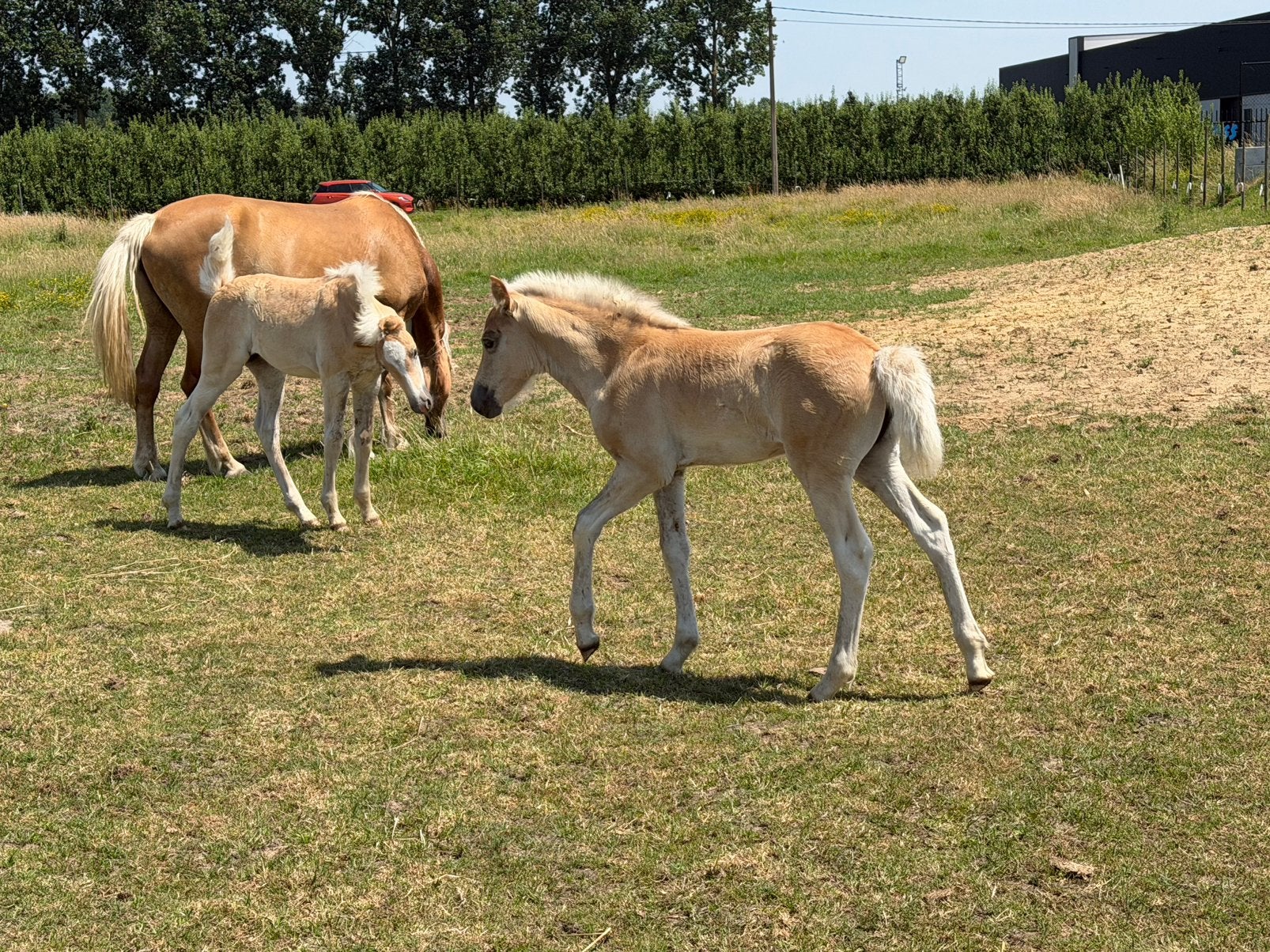 Haflinger merrie veulens, Dieren en Toebehoren, Merrie, Met stamboom