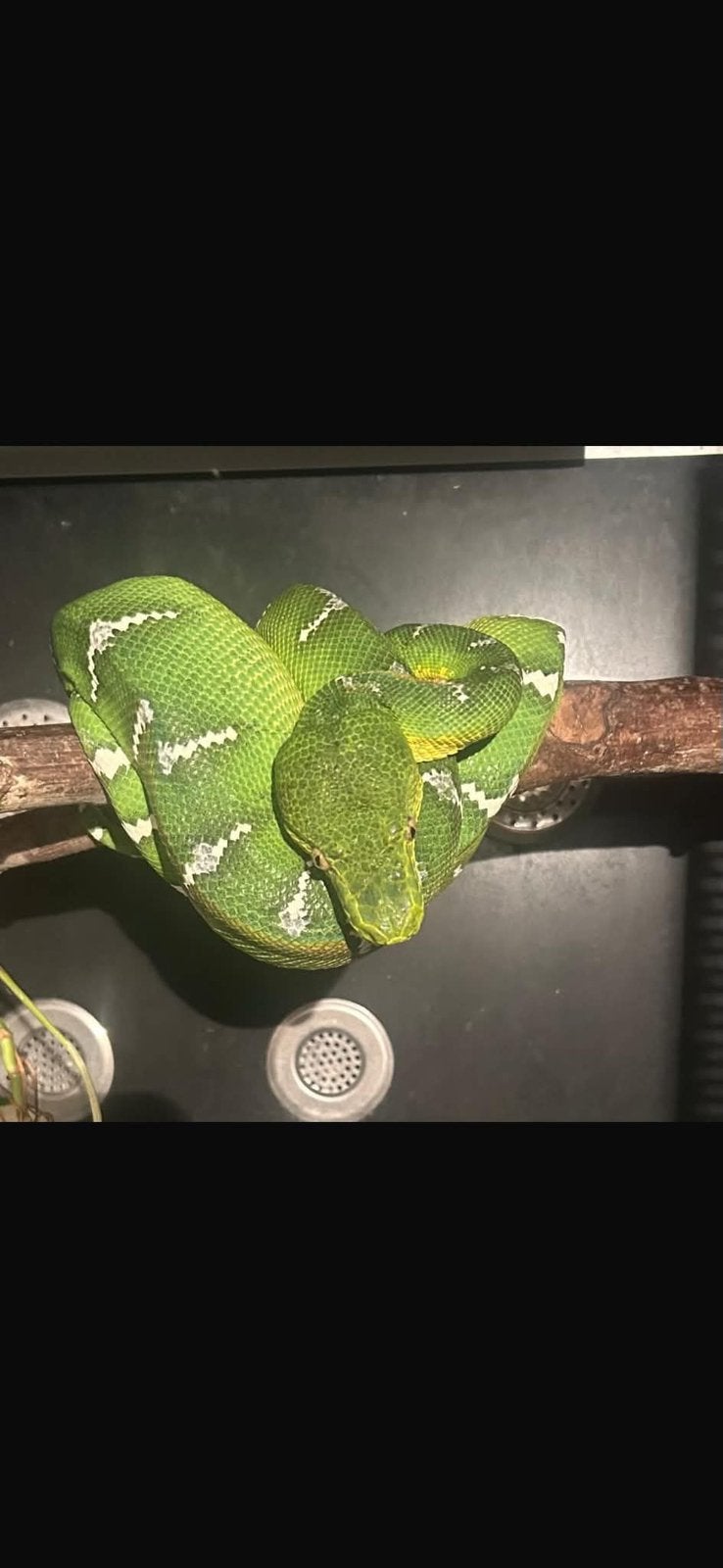 Couple de corallus caninus, Enlèvement ou Envoi