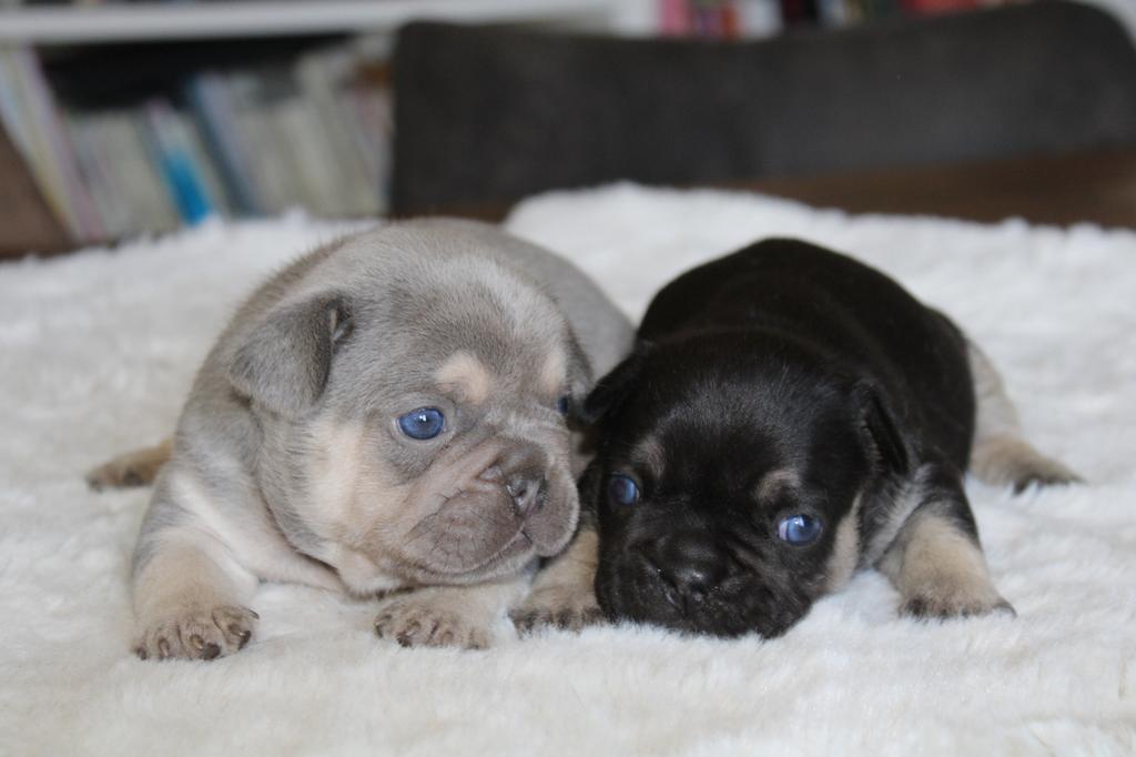 Franse Bulldog pups goed opgevoed, Parvo, België, Reu, 8 tot 15 weken