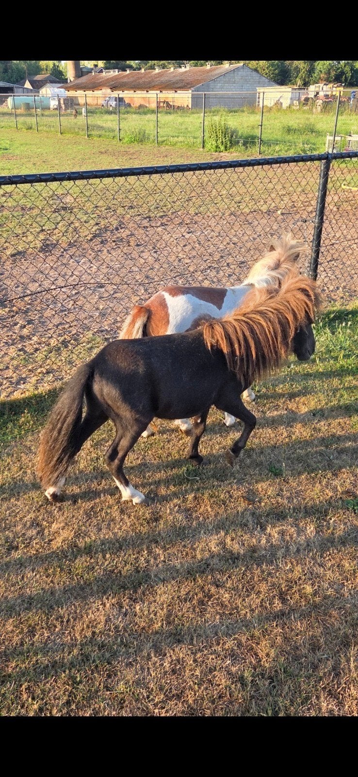 jaarling hengst pony, Étalon