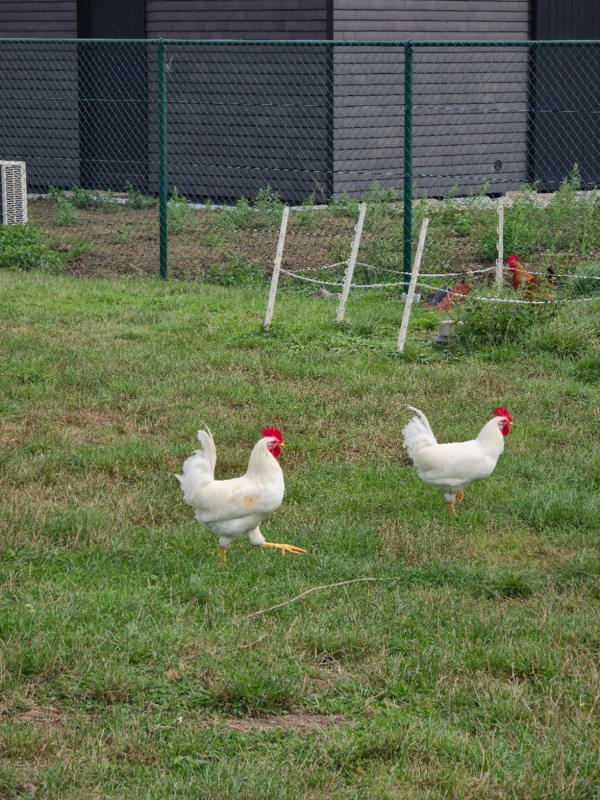 Hanen, Mannelijk, Kip