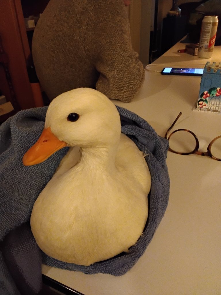 Witte vrouwelijke schattige eend, Vrouwelijk, Tam