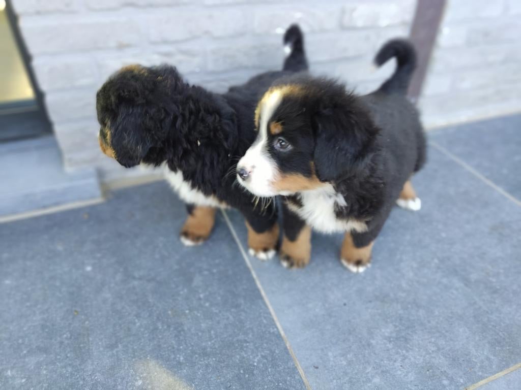 Berner sennen pups, Parvo, België, Fokker | Hobbymatig, Meerdere