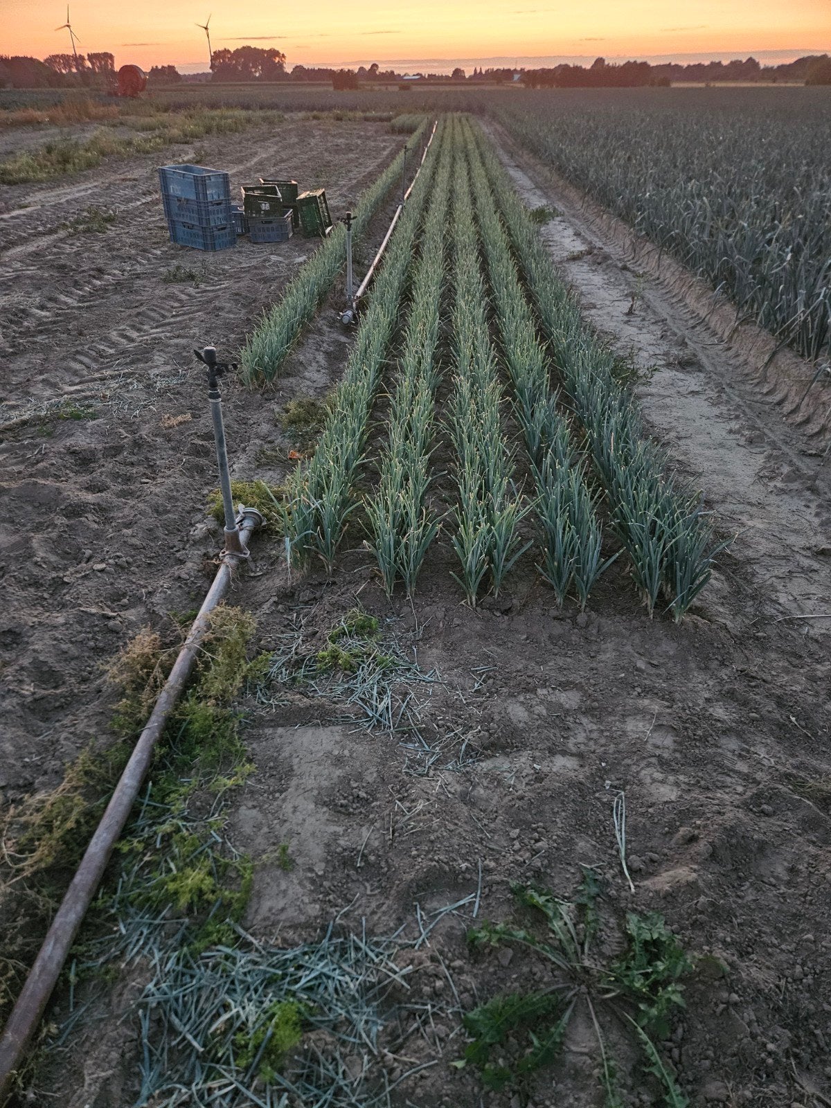 prei plantjes, Articles professionnels, Agriculture | Pommes de terre, Légumes, Fruits & Viande, Enlèvement