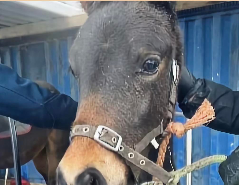 Stoppen met fokkerij, Dieren en Toebehoren, Merrie, Minder dan 160 cm, 0 tot 2 jaar, Onbeleerd