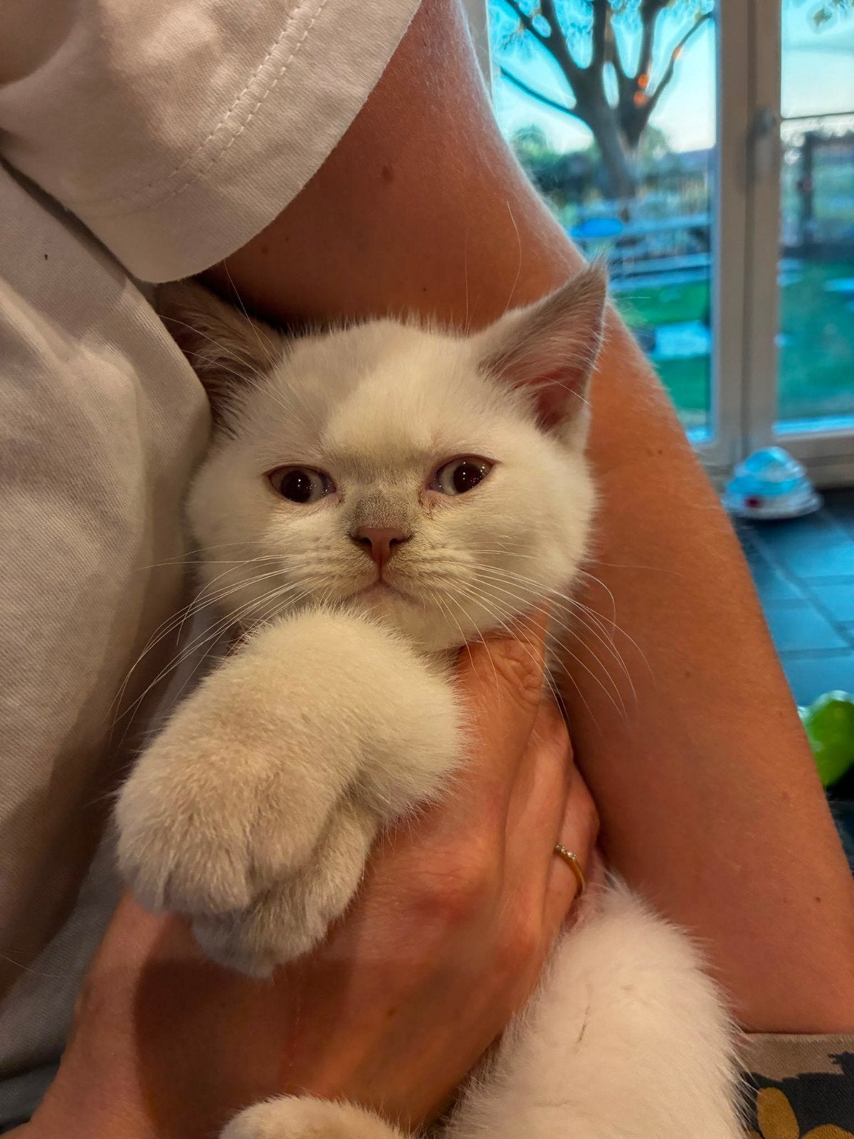 mooie britse korthaar kitten, Poes, Gechipt, 0 tot 2 jaar