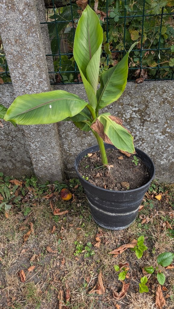 Bananier +-50 cm Musa Basjoo avec grand pot, Enlèvement, Autres espèces