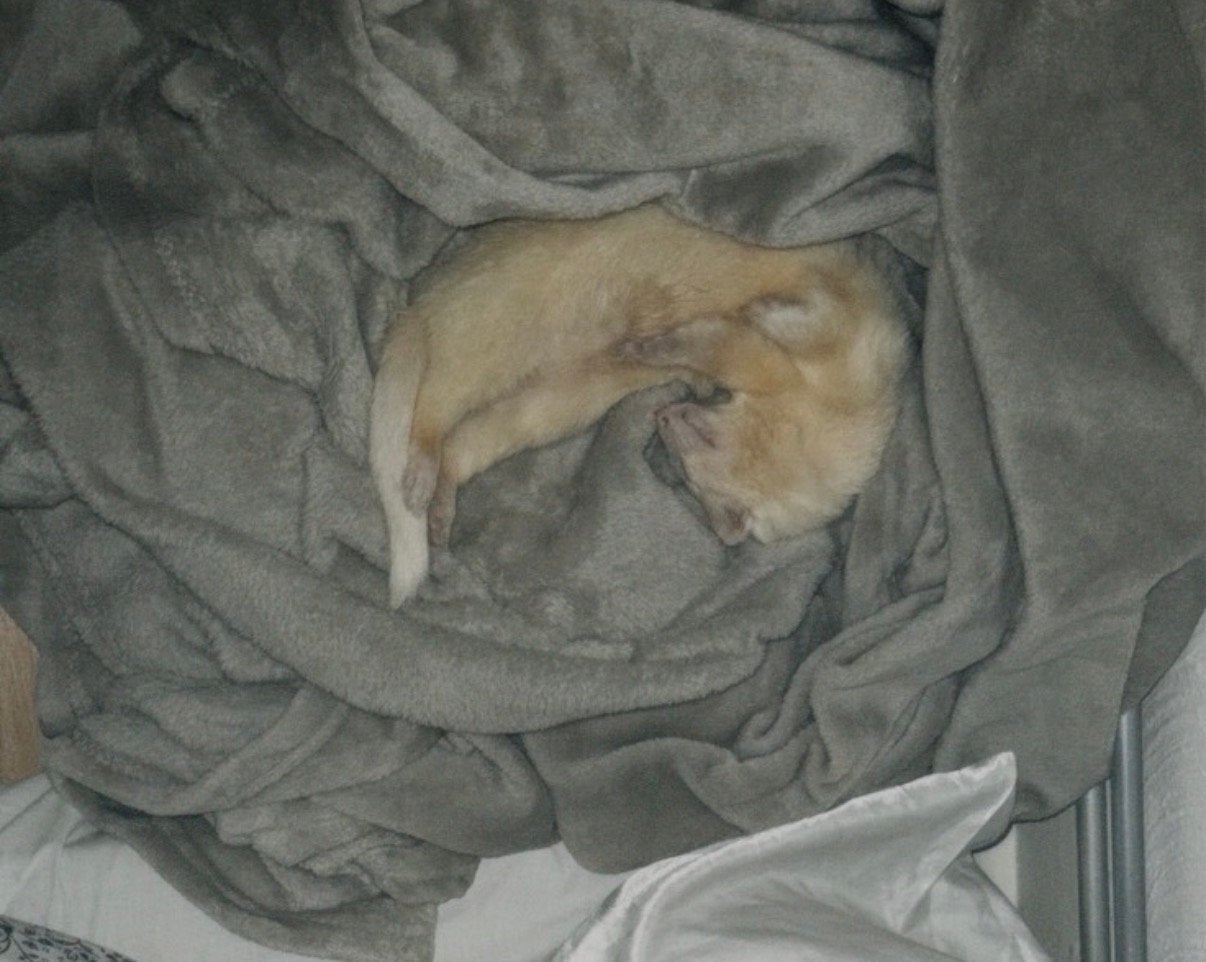 Fretje, Dieren en Toebehoren, Ophalen