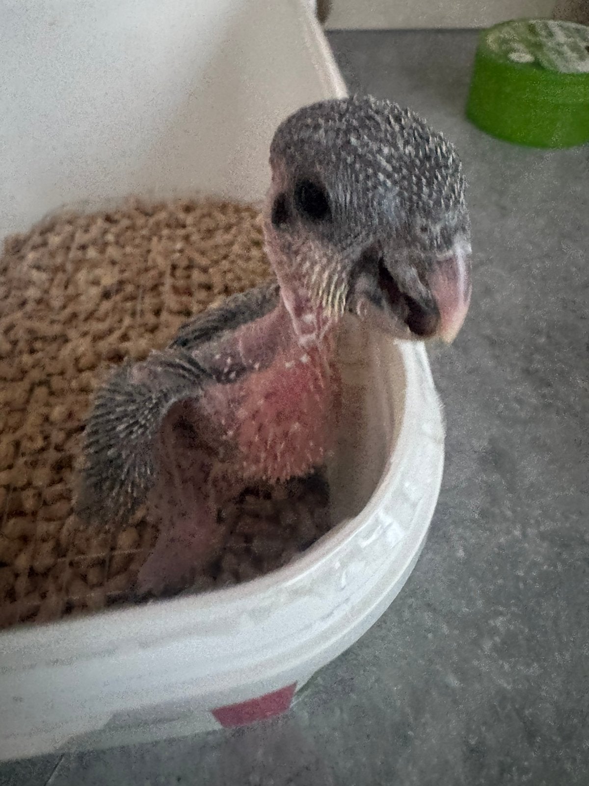 Bébé perroquet caique élevé main, Perroquet, Bagué