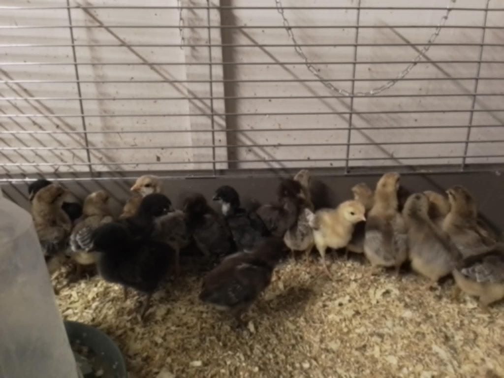 kuikens, Dieren en Toebehoren, Vrouwelijk, Kip