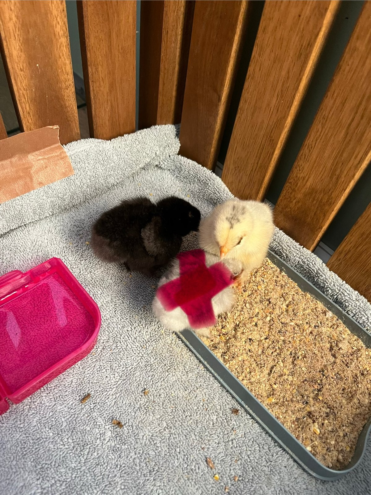Kuikens te koop. Eigen kweek. Pasgeboren, 1 of 2 weken oud., Dieren en Toebehoren, Pluimvee, Geslacht onbekend, Kip