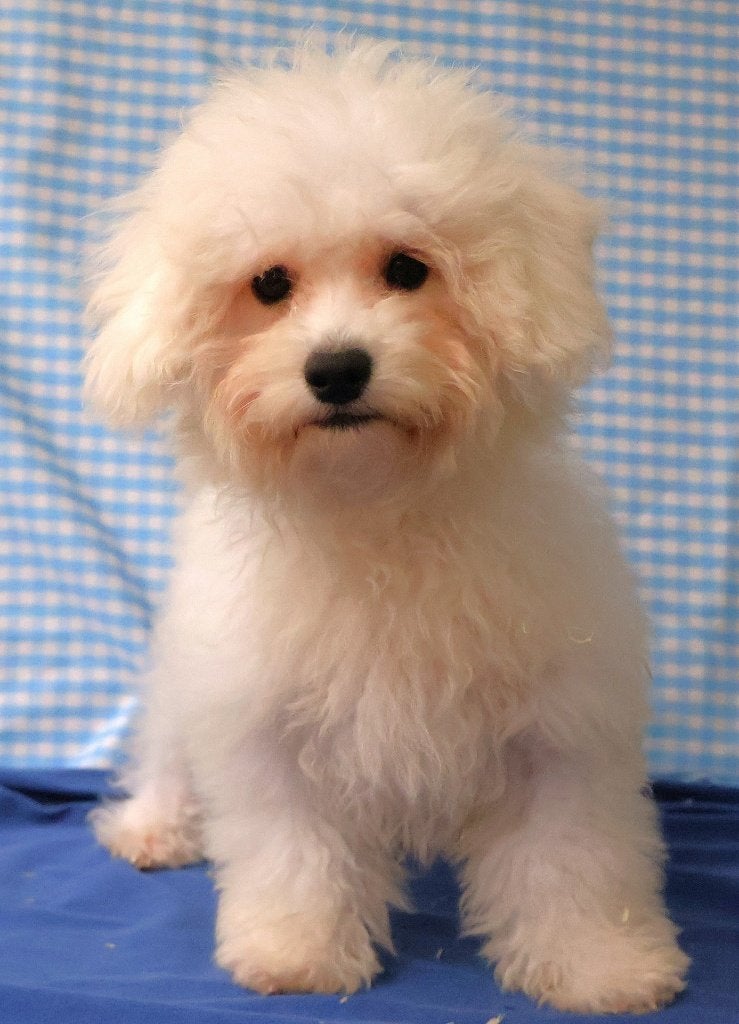 Des chiots Bichon Frisé super sympas !, 15 semaines à 1 an, Chien (mâle), Autres races, Éleveur | Professionnel