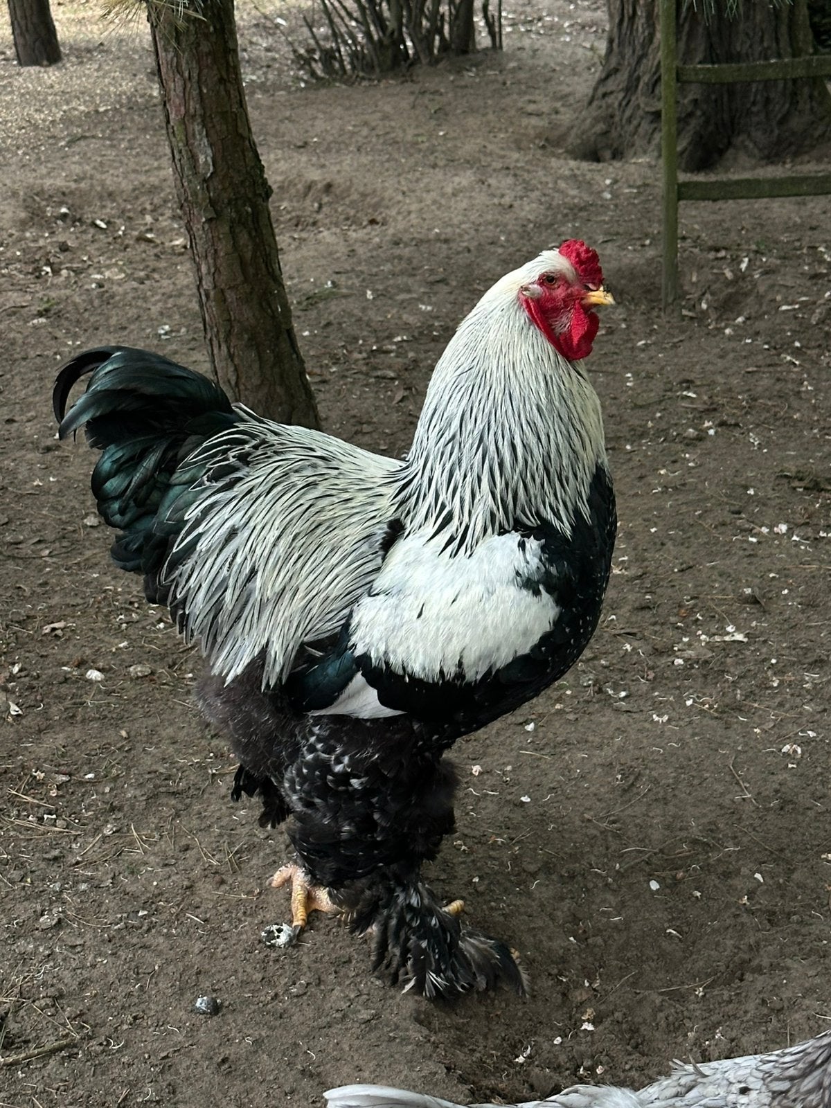 Brahma haan te ruil of te koop!, Kip
