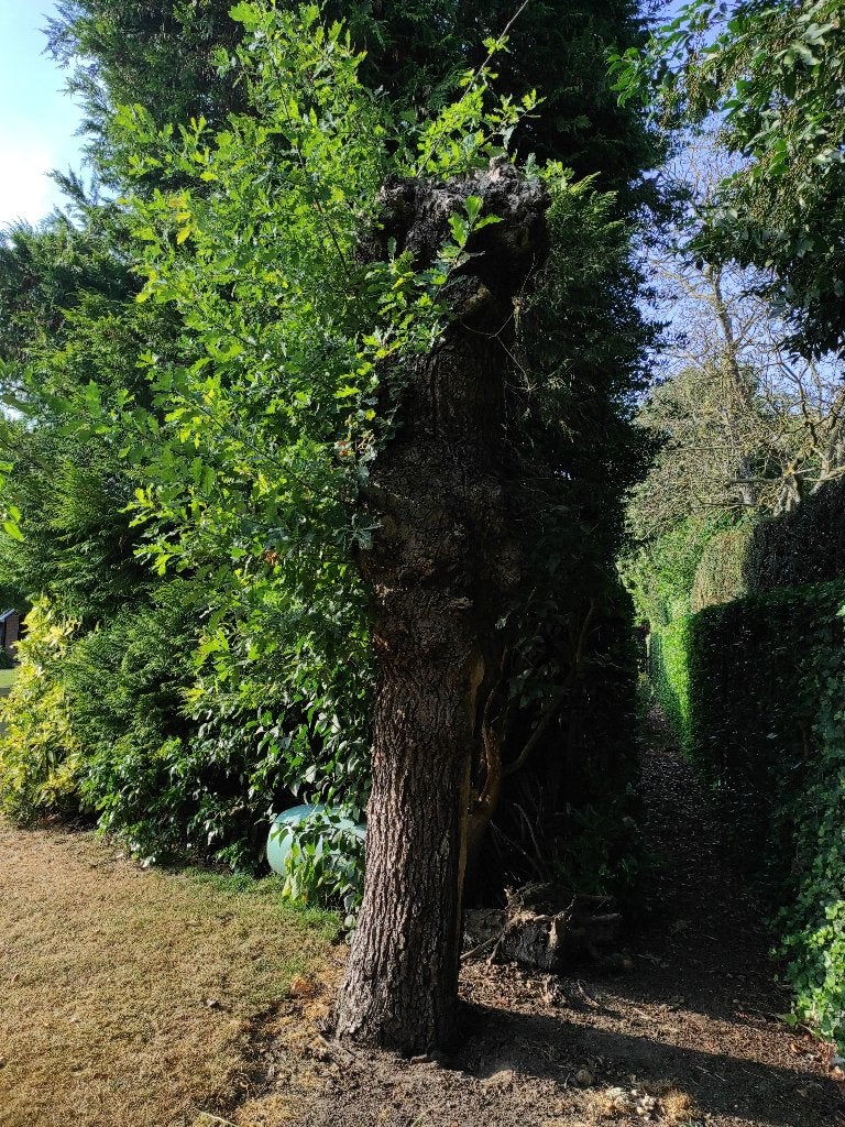 Gratis geknotte stam van eik, Tuin en Terras, Brandhout, 3 tot 6 m³, Ophalen, Eikenhout, Stammen