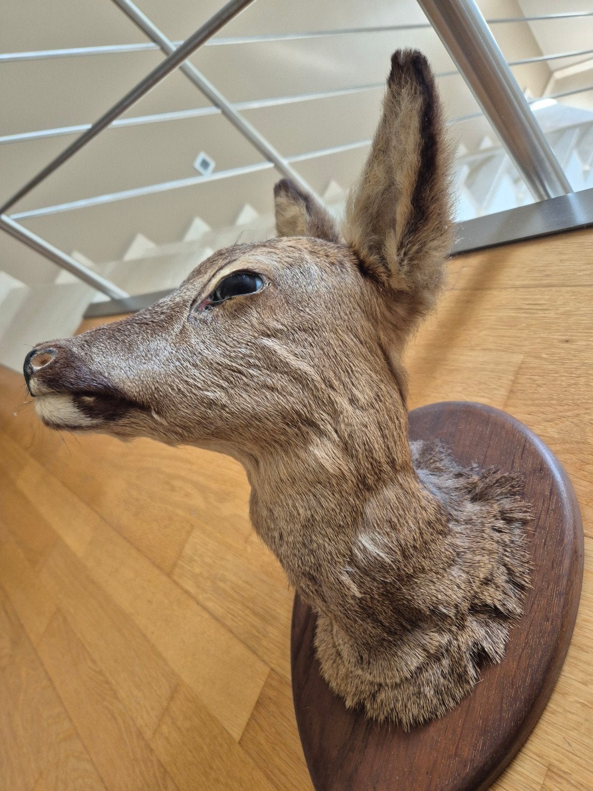 Vintage hert taxidermie ree, Collections, Collections Animaux, Enlèvement, Cerf