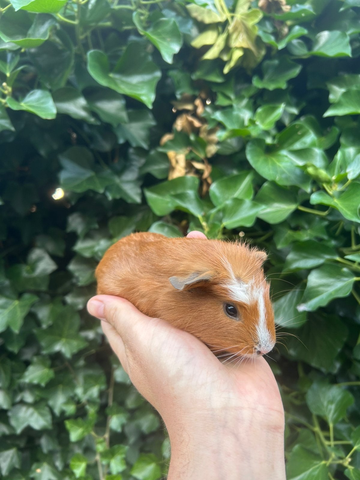 Cavia zeugjes, Juin, Domestique, Cobaye, Femelle