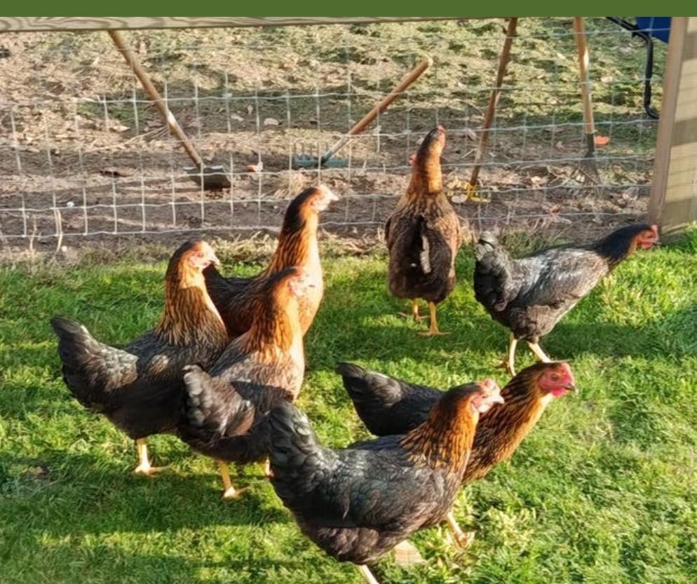 jonge harco legkippen, Animaux & Accessoires, Volatiles, Poule ou poulet