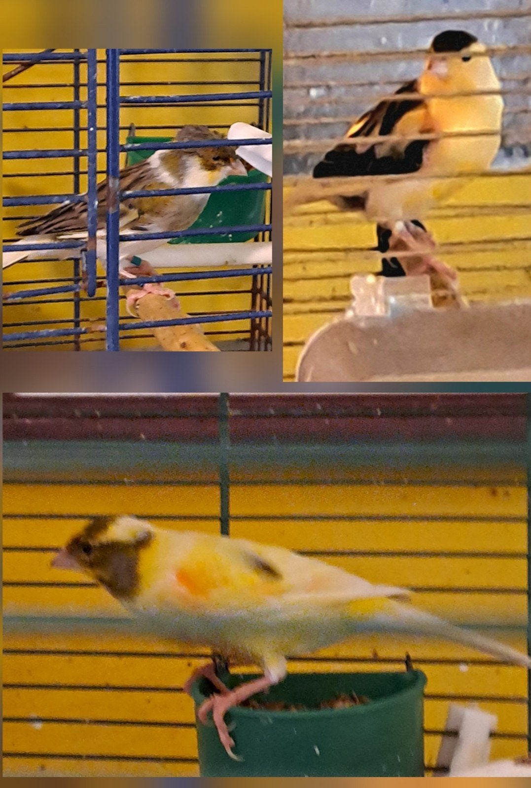 3 canaris (homme) .1 lumière à partir de '25 0.1 lumières à, Animaux & Accessoires, Oiseaux | Canaris