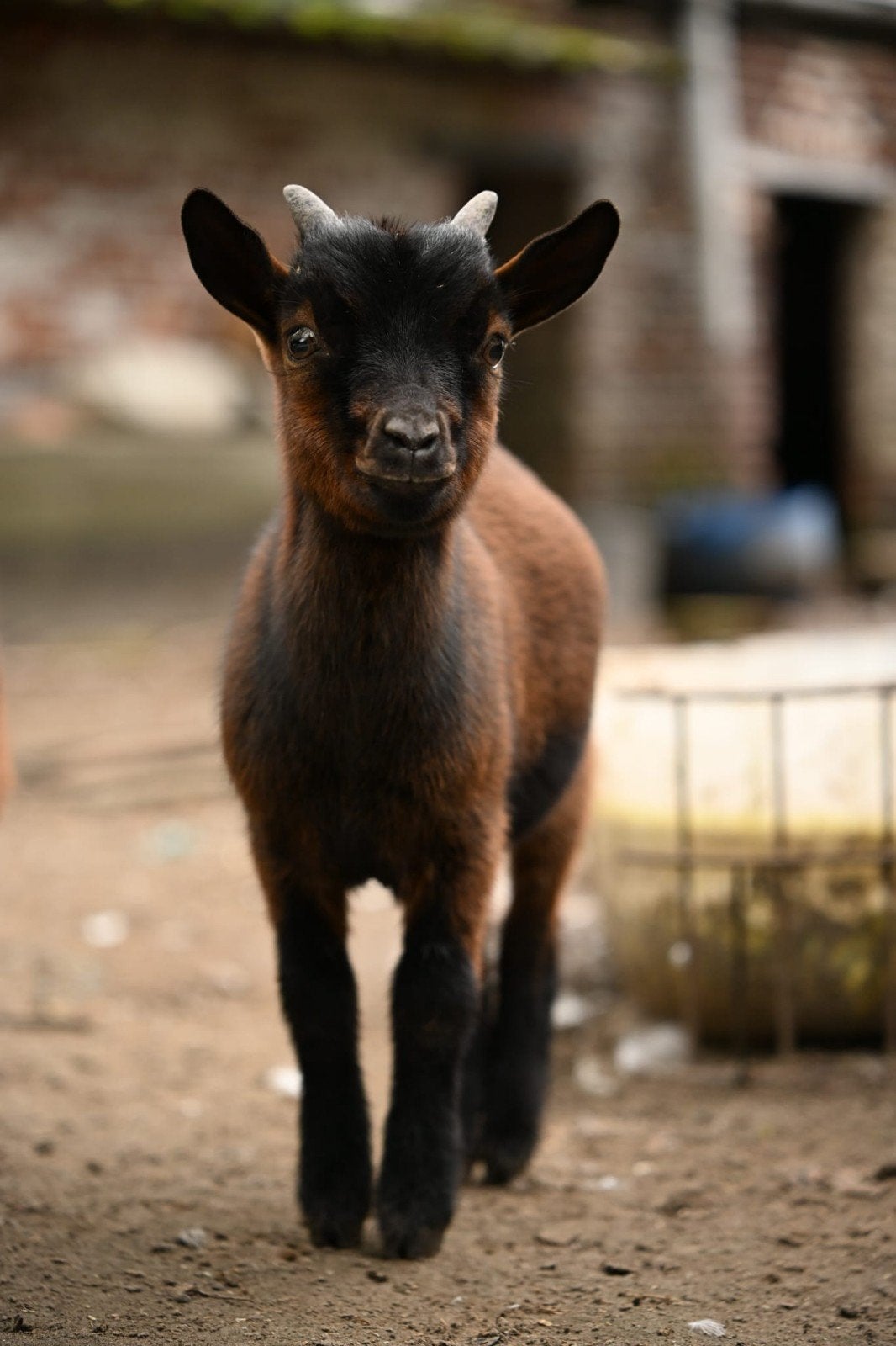 dwerggeit, Dieren en Toebehoren, Mannelijk, Geit, 0 tot 2 jaar