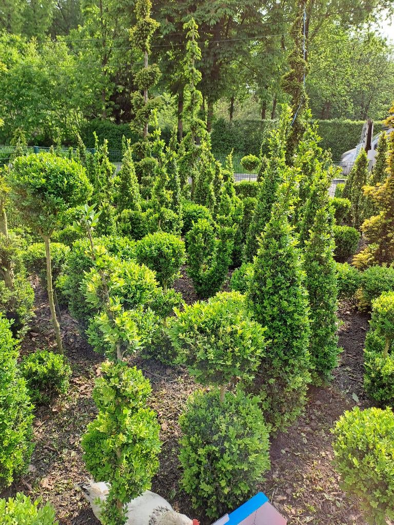 allerlei mooie buxus vormen vanaf 4€, Tuin en Terras, Ophalen, Buxus