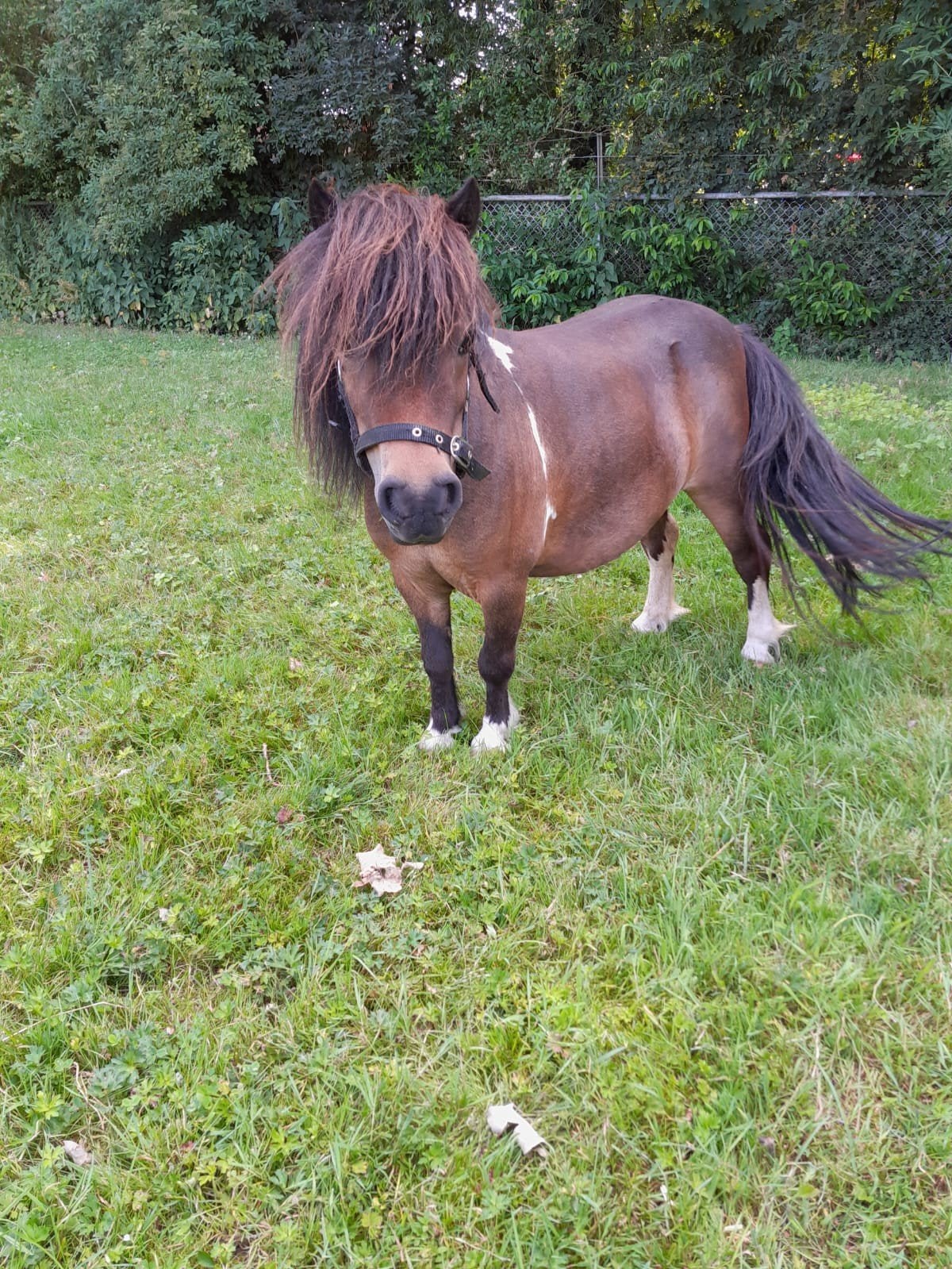 MINI-JUMENT., Animaux & Accessoires, Poneys, Jument