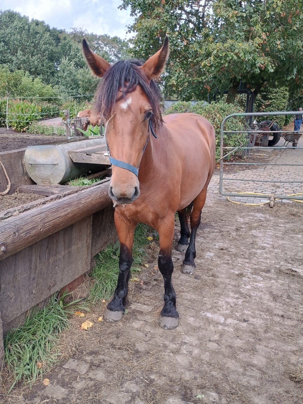 Trekpaard merrie 2jaar, Dieren en Toebehoren, Paarden, Merrie, 0 tot 2 jaar, Gechipt, 160 tot 165 cm