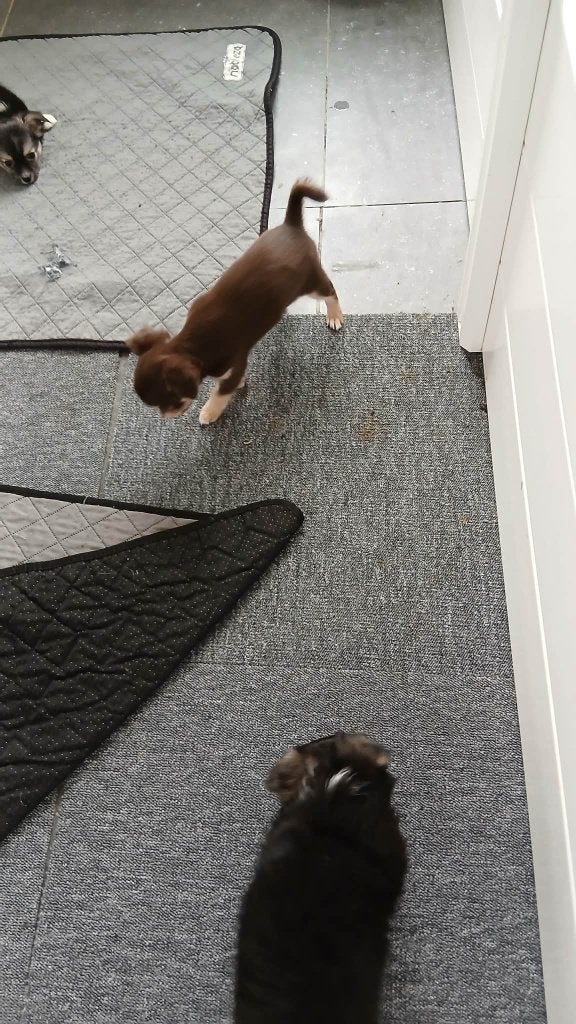 chihuahua pups, Dieren en Toebehoren, Honden | Chihuahua's en Gezelschapshonden, België, Fokker | Hobbymatig, 8 tot 15 weken, Teef
