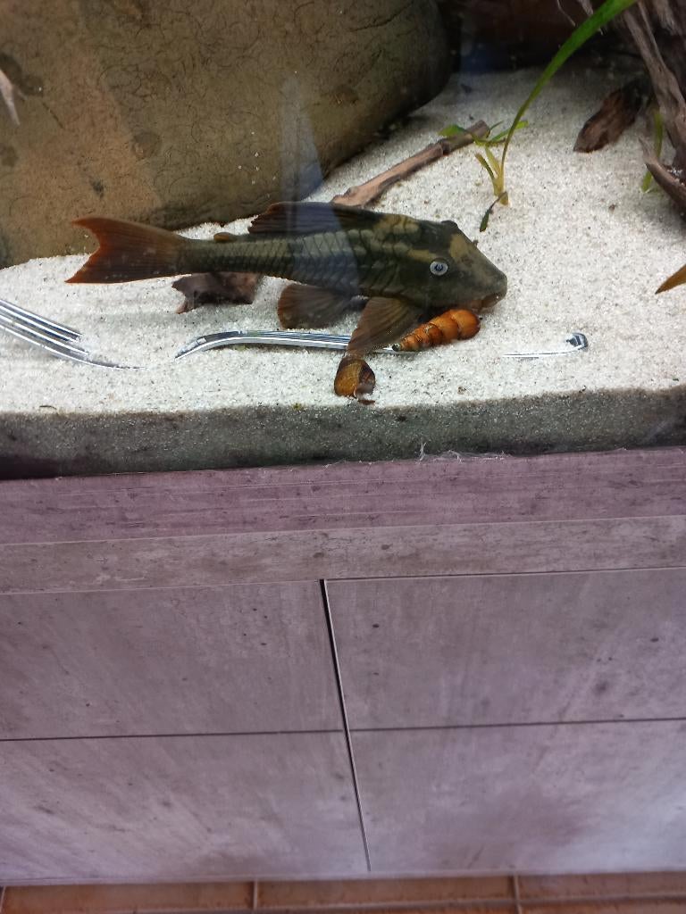 L137 pleco