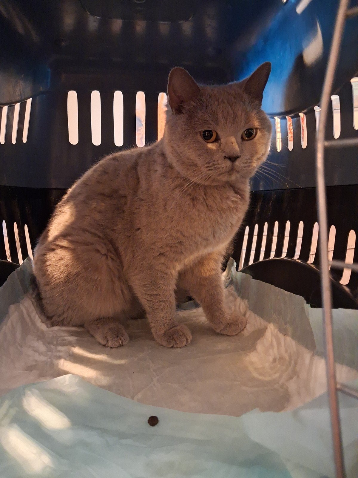 Britse korthaar lilac, Chatte ou Chat, Vacciné, 3 à 5 ans