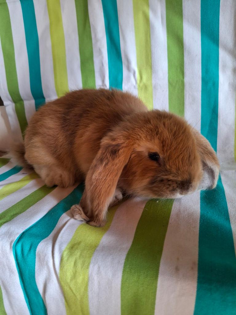 Raszuivere Franse hangoren, Meerdere dieren, Groot, Hangoor, 0 tot 2 jaar