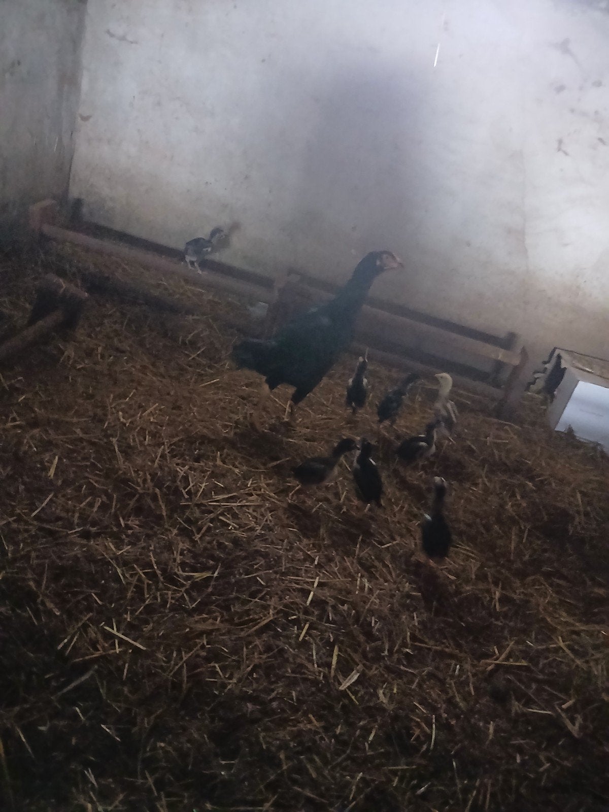 shamo kip met 9 kuikens, Dieren en Toebehoren, Meerdere dieren, Kip