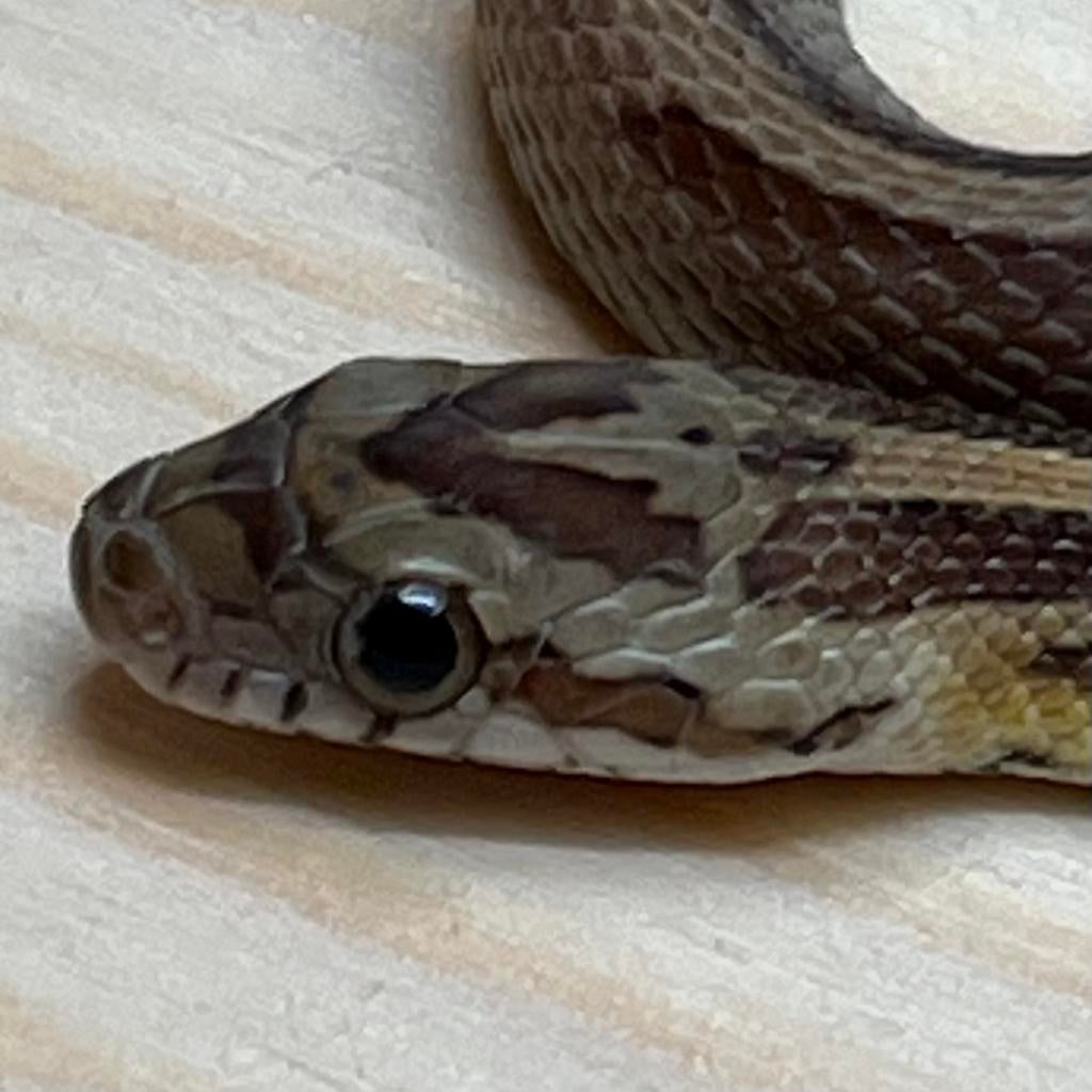 Amber Stripe Korenslang 10 maand, man (Laatste!), Dieren en Toebehoren, Slang, Tam, 0 tot 2 jaar