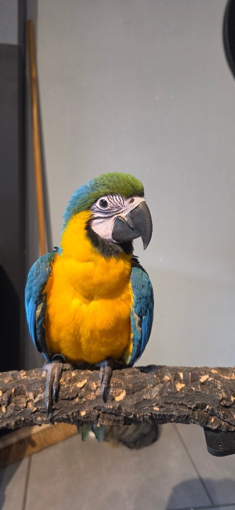 Tamme baby blauw gele ara's nog 1 beschikbaar, Dieren en Toebehoren, Vrouwelijk, Papegaai, Tam