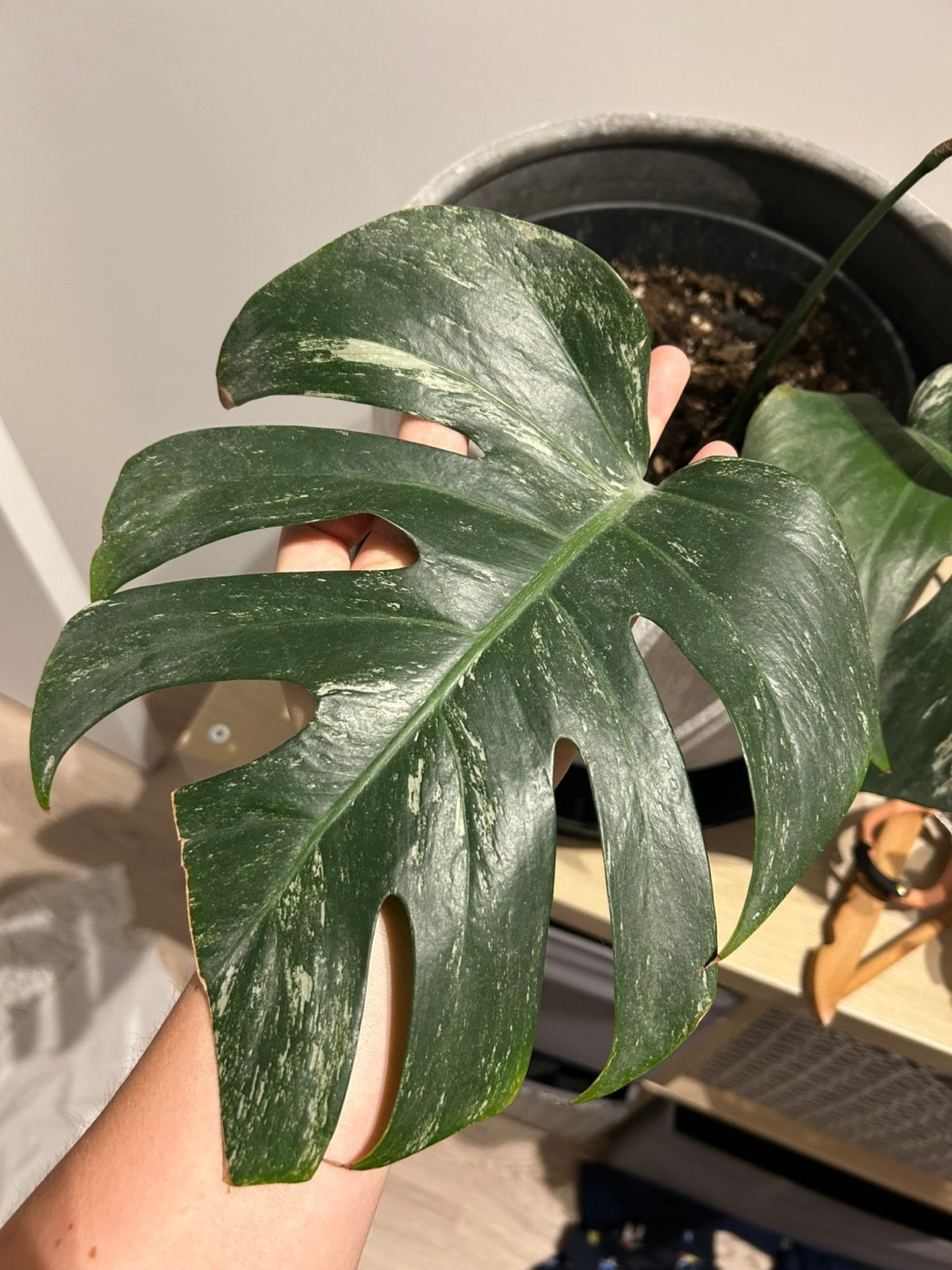 Monstera deliciosa albo 3, Enlèvement ou Envoi