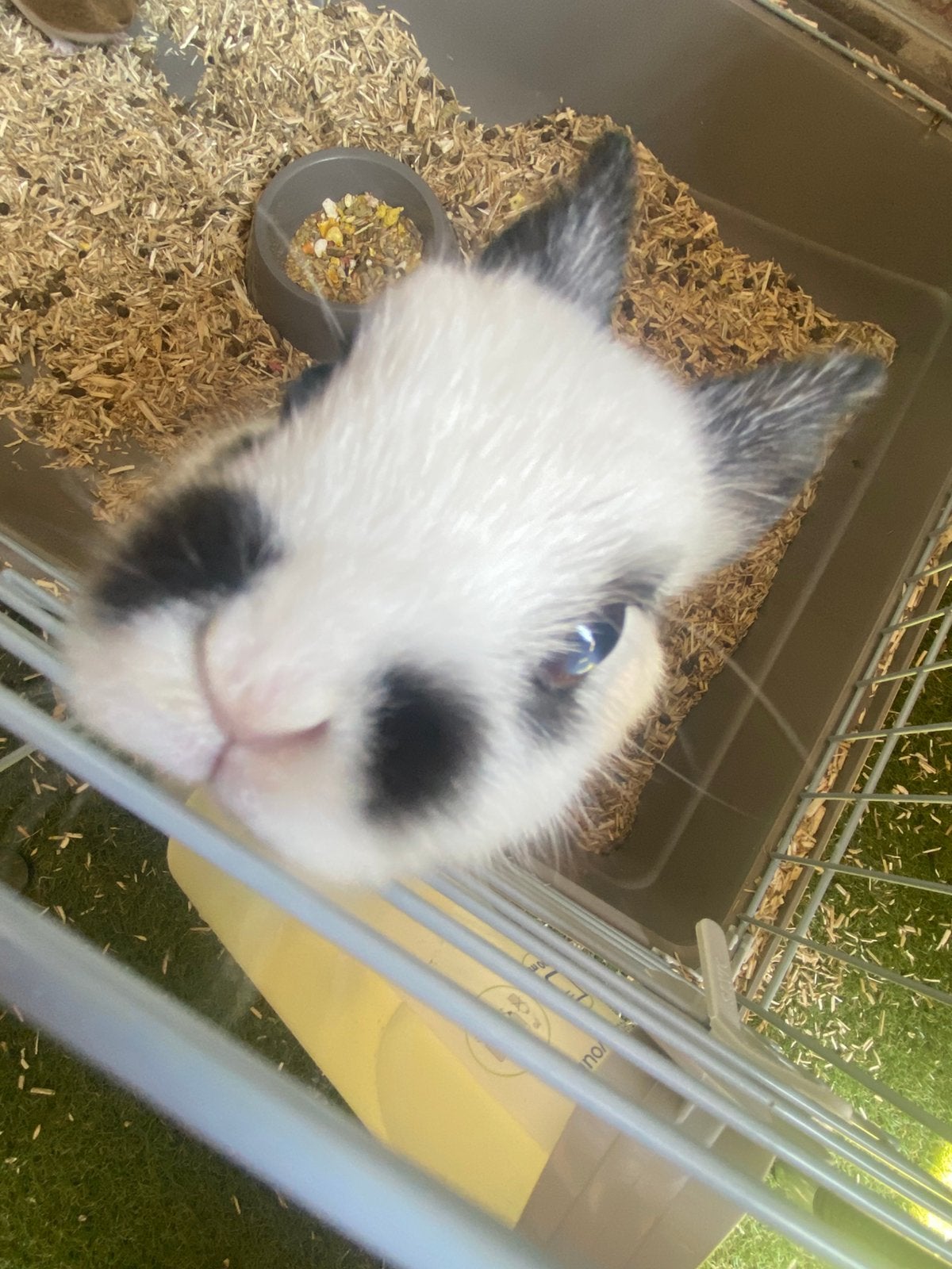 Lieve konijn te koop, Dieren en Toebehoren, Konijnen, Vrouwelijk, Klein, Hangoor, 0 tot 2 jaar