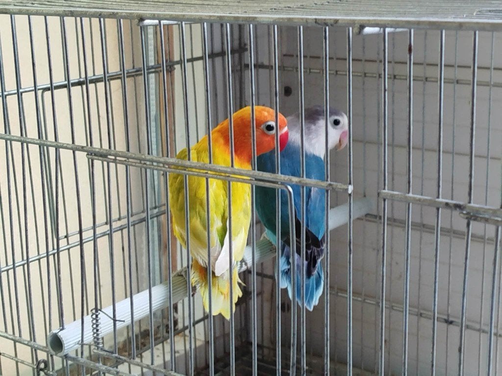 fischerie's