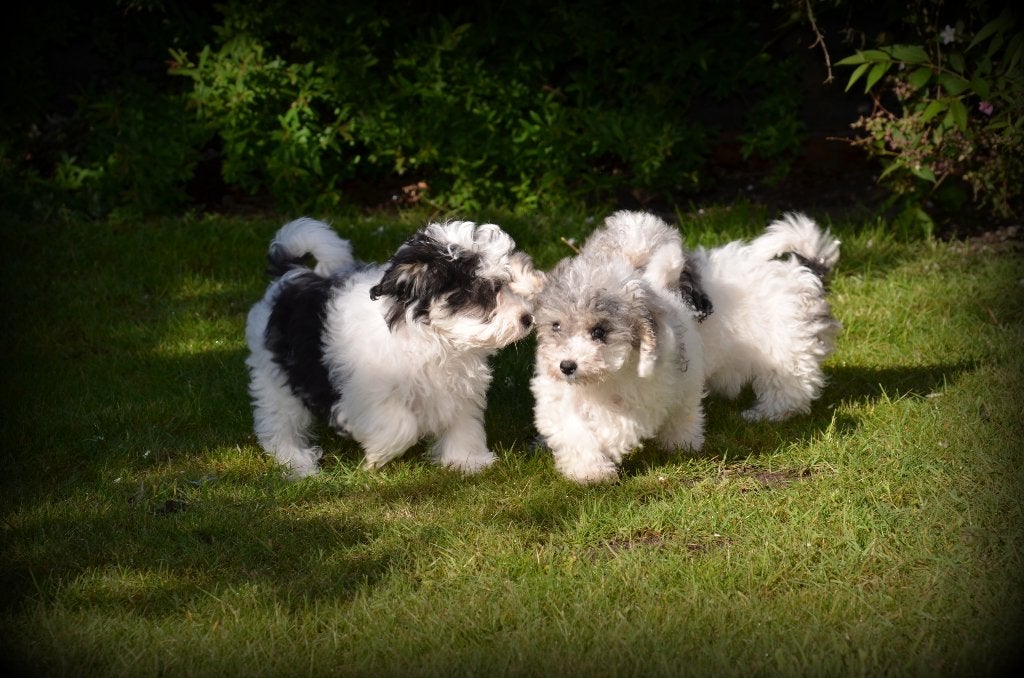 Chiots Maltipoo, Belgique, Plusieurs, Hépatite contagieuse (maladie de Rubarth), Chienne
