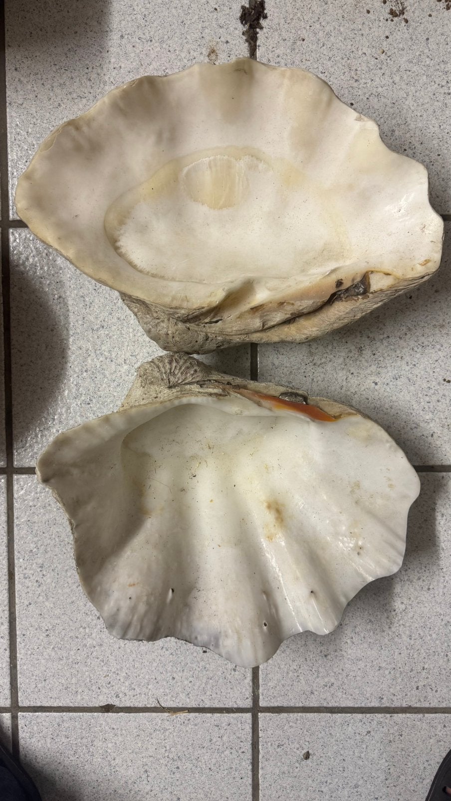 Een prachtige, zeldzame schelp, Ophalen of Verzenden