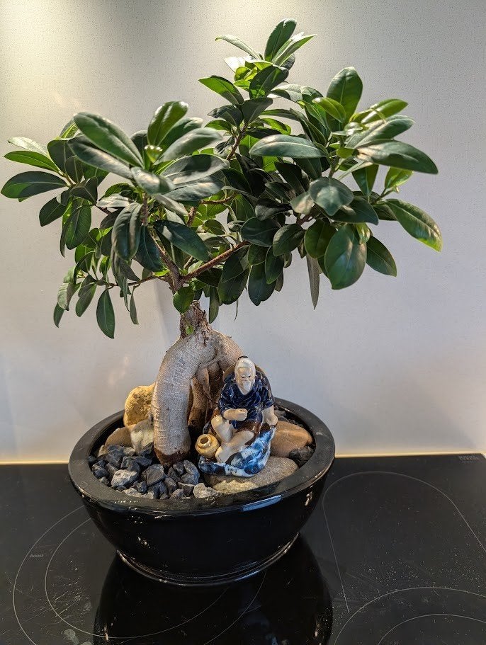 Ficus ginseng BONSAI met mudman, Jardin & Terrasse, En pot, Moins de 100 cm, Autres espèces, Enlèvement