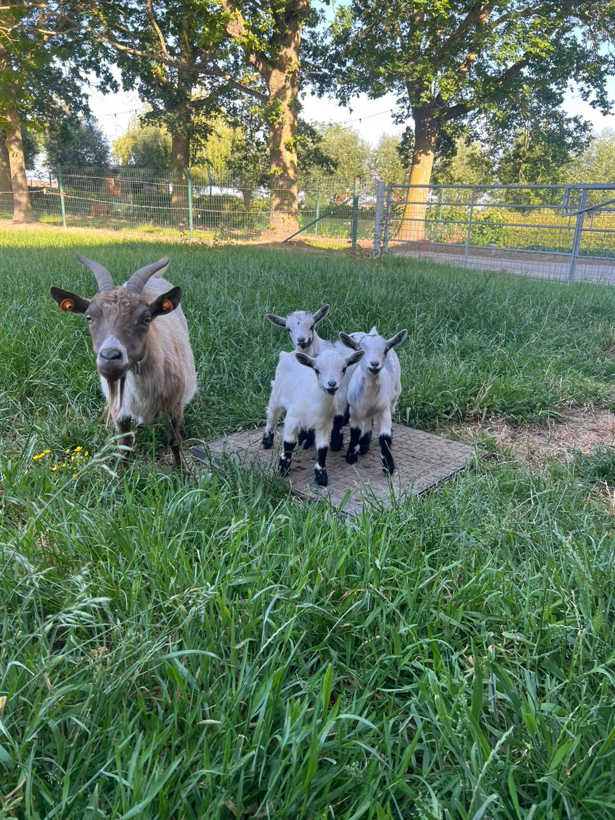 Dwerggeit met 3ling, Animaux & Accessoires, Moutons, Chèvres & Cochons, Chèvre