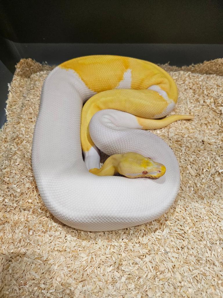 Dringend laatste stuks Piedbald Koningspython Te Koop!, Dieren en Toebehoren, Reptielen en Amfibieën, Slang, 3 tot 6 jaar, Tam