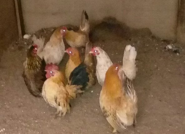 Chabo hennetjes, Dieren en Toebehoren, Vrouwelijk, Kip