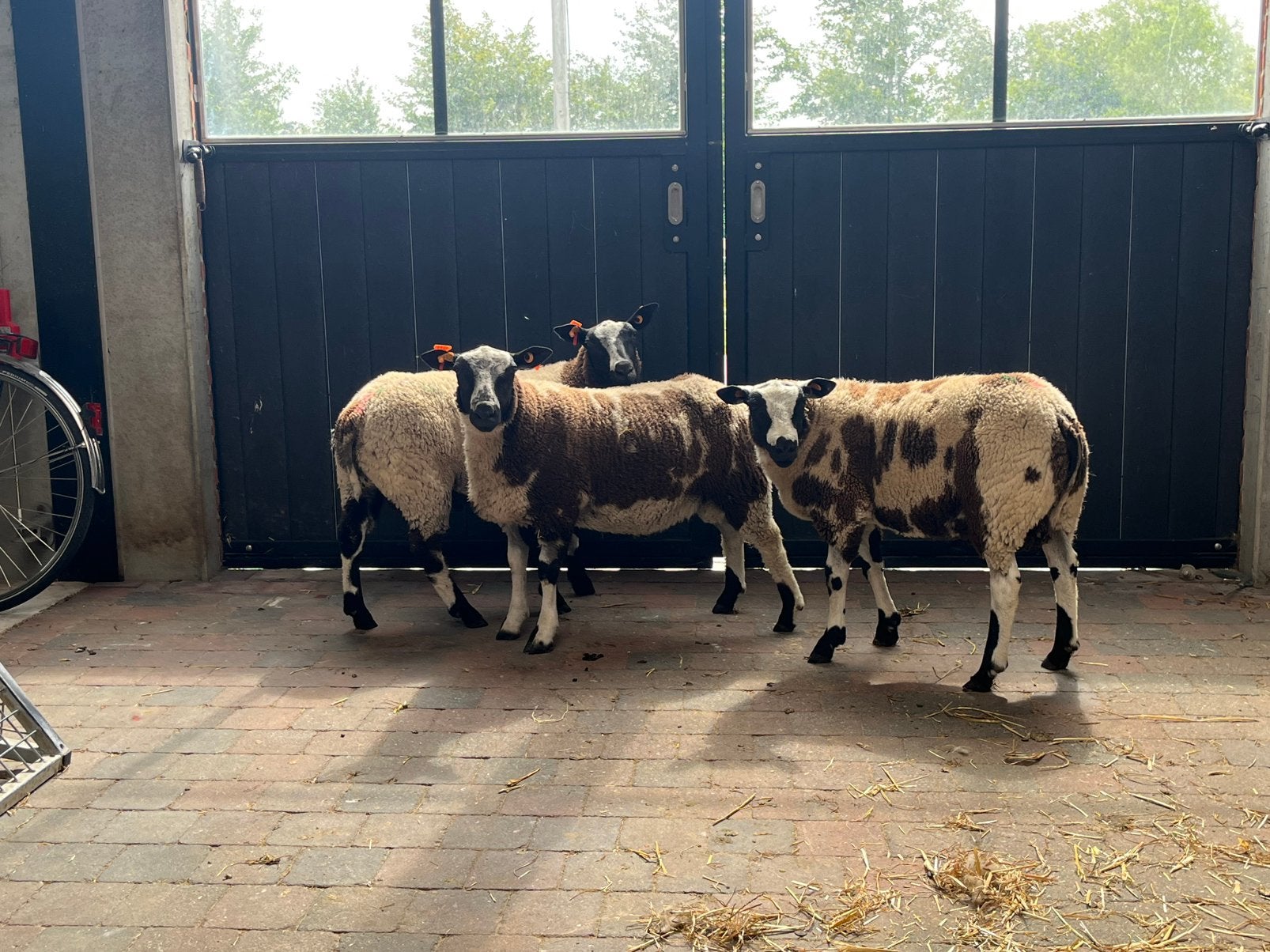 Baggerbonte dekrammen, Dieren en Toebehoren