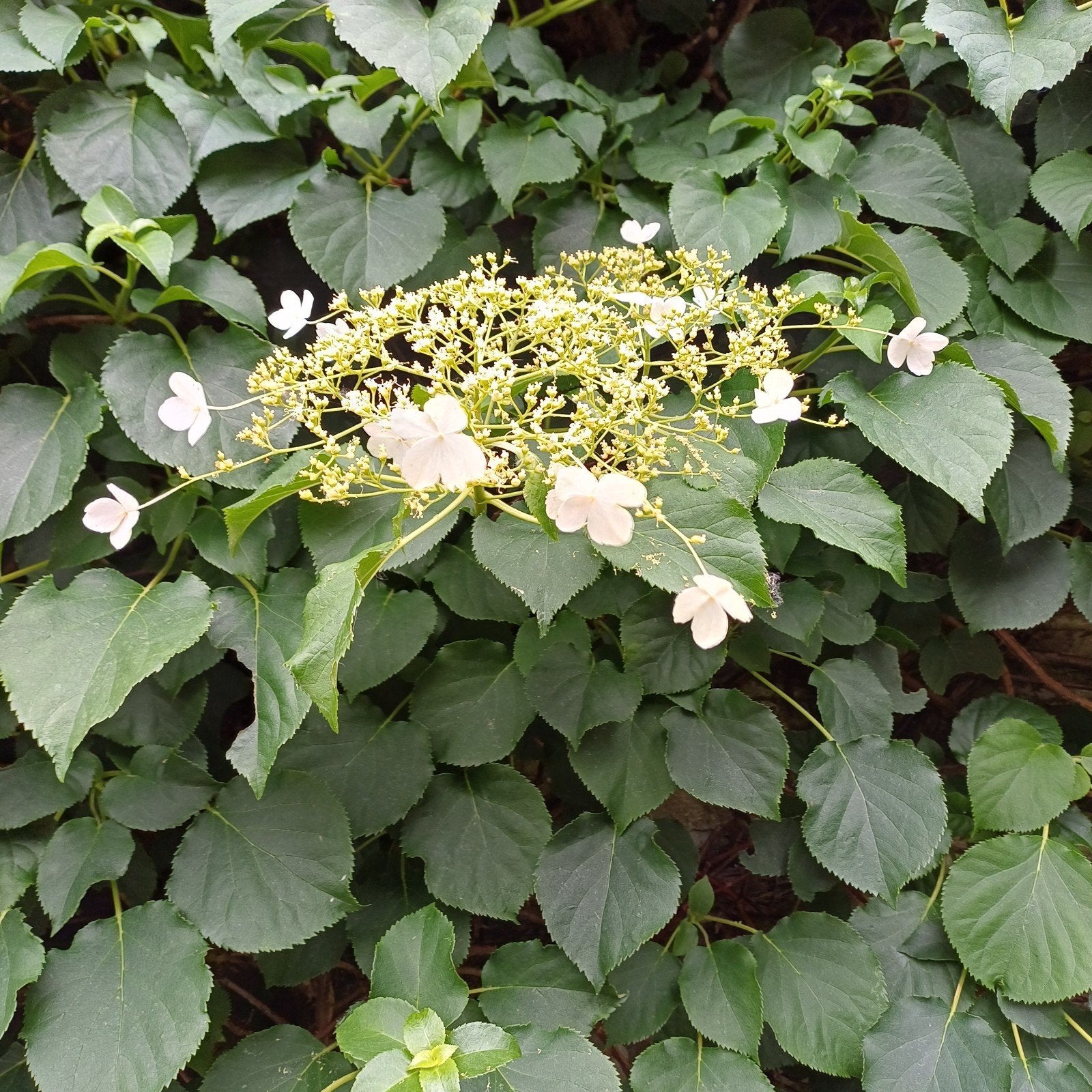 Klimhortensia, Tuin en Terras, Ophalen